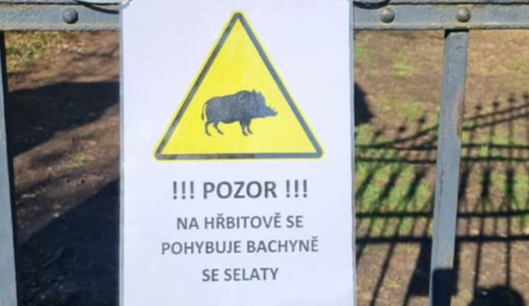 Na bohnickém hřbitově se prohánějí divočáci. Lidé mají být opatrní