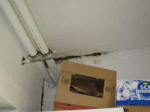 Vyškovská pekárna má utrum. Byla plná hmyzu, špíny a plísně