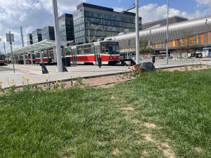 Lidé mířící do kampusu a zpět volí cestu přes silnici a záhony, jelikož nejbližší chodník je v opačném směru.