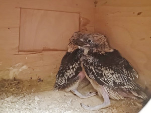 Brněnská zoo přivítala mláďata ohroženého papouška. Jsme nadšeni, radují se chovatelé