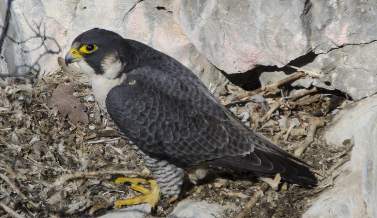 Moravský kras bude letos poprvé bez sokolích mláďat. Za prázdné hnízda může útok predátora, říkají strážci