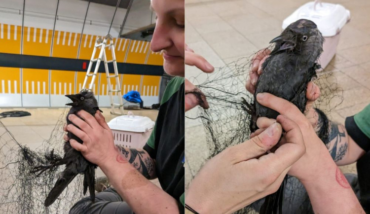 Kavka zabloudila a strávila dva týdny ve stanici metra. Teď jí lidé pomáhají sbírkou