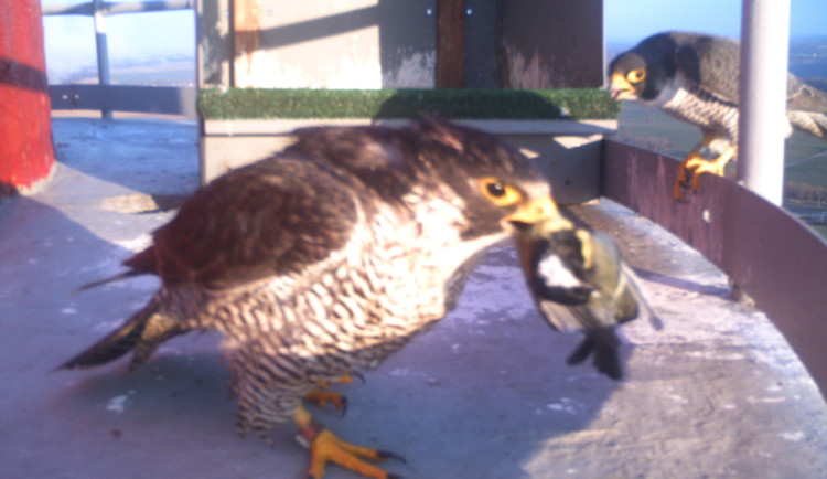 Sokolí drama na dukovanské elektrárně. Samice opustila hnízdo s vejci, samec je již nezachránil. Našel si však novou partnerku