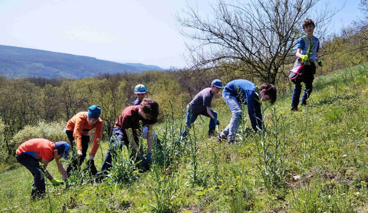 Trhání borytu na Pálavě