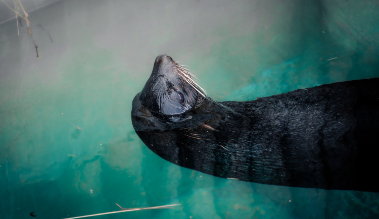 Samec Sema bavil návštěvníky brněnské zoo deset let