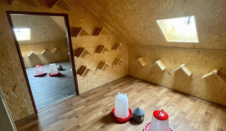 V Brně chtějí zřídit půdní holubníky