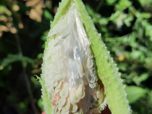 Jižní Moravou se šíří invazivní rostlina, varují ochranáři