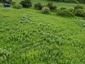 Jižní Moravou se šíří invazivní rostlina, varují ochranáři