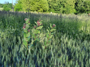 Jižní Moravou se šíří invazivní rostlina, varují ochranáři