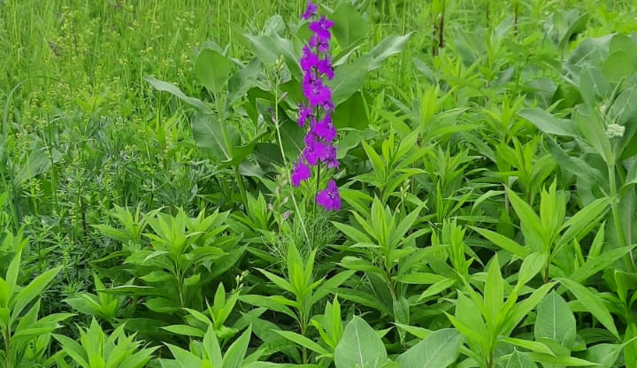 Jižní Moravou se šíří invazivní rostlina, varují ochranáři