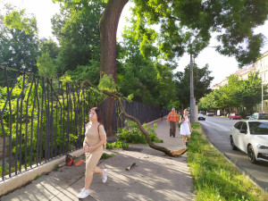Chodce v Brně ohrožuje strom. Ulomil se při bouřce, kácení vadilo aktivistům