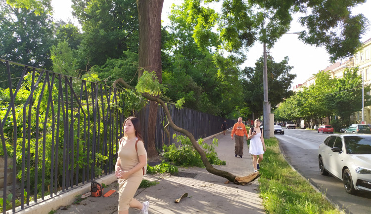 Nemocný strom ohrožuje chodce, měl by být pokácen, zní z Botanické zahrady