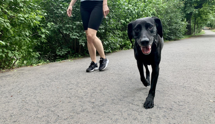 Strážníci kontrolují psy bez vodítka. Definice volného pohybu není jednoduchá