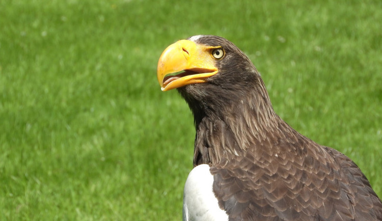Orli v brněnské zoo ohrožuje skála. Čeká je přesun do bezpečí
