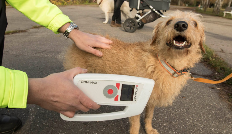 Co když pes nemá povinný čip? Páníčkům hrozí až padesátitisícová pokuta