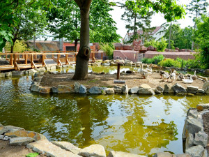 Kachny ve vyškovském ZOO Parku se dočkaly nových jezírek