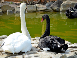 Kachny ve vyškovském ZOO Parku se dočkaly nových jezírek