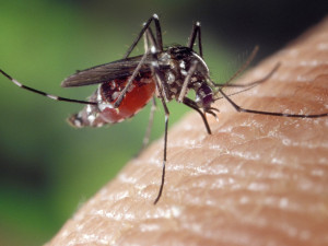 Jižní Moravu zasáhla komáří kalamita. Daří se zejména samičkám