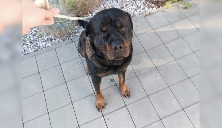 Muž se bál psa, který se mu přišel vykoupat do bazénu. Zavolal na něj policii