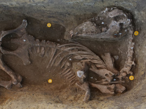 Archeologové na Pálavě našli hroby germánské elity. Schovávaly unikátní mince