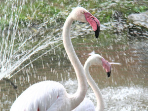 Zvířatům v zoo na jižní Moravě je vedro. Pomáhá mražené krmení a sprchy