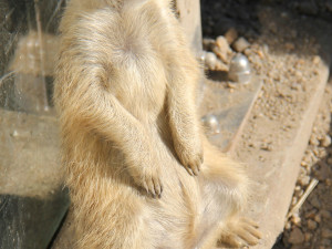 Zvířatům v zoo na jižní Moravě je vedro. Pomáhá mražené krmení a sprchy