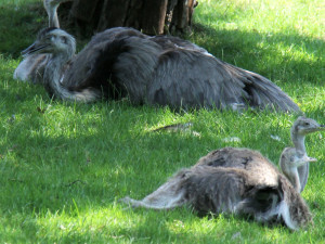 Zvířatům v zoo na jižní Moravě je vedro. Pomáhá mražené krmení a sprchy