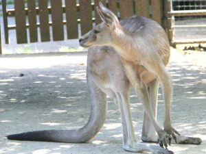 Zvířatům v zoo na jižní Moravě je vedro. Pomáhá mražené krmení a sprchy