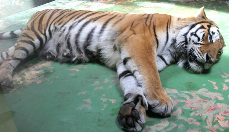 Zvířatům v zoo na jižní Moravě je vedro. Pomáhá mražené krmení a sprchy