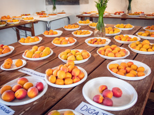 Na Brněnsko přijelo tisíce milovníků meruněk. Mlaskají nad knedlíky i pivem