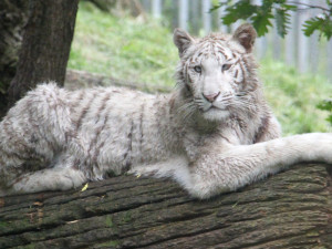 Bílá tygřice zmizí z hodonínské zoo. Poputuje do Německa