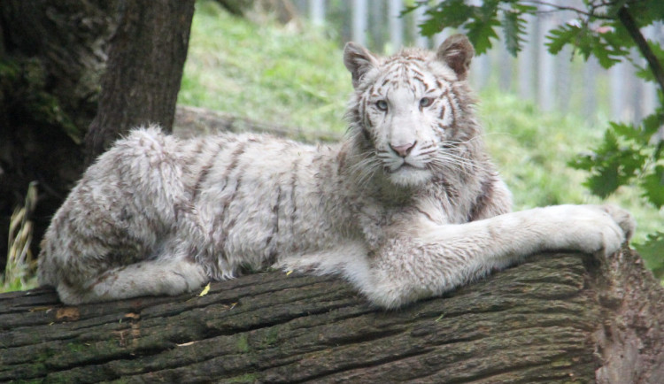 Bílá tygřice zmizí z hodonínské zoo. Poputuje do Německa