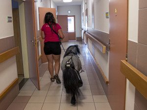 Koník Čenda dělá radost v domově pro seniory, má terapeutické účinky