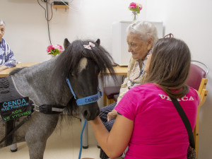Koník Čenda dělá radost v domově pro seniory, má terapeutické účinky
