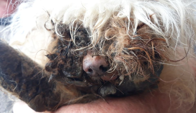 Veterináři hlásí otřesný případ z Blanska. Utýraného psa museli utratit  