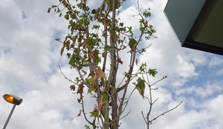V Brně uschly stovky mladých stromů. Může za to horko, mají jasno zahradníci