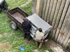 Aufwiedersehen Charloto. Hodonín poslal do světa oblíbenou bílou tygřici