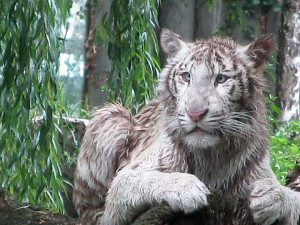Auf Wiedersehen Charloto. Hodonín poslal do světa oblíbenou bílou tygřici