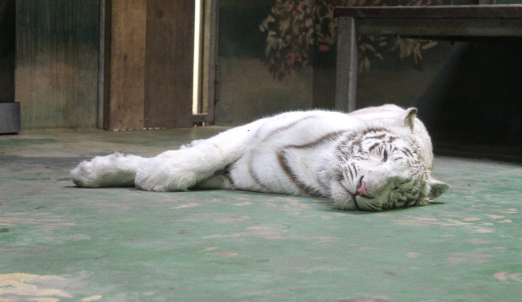 Aufwiedersehen Charloto. Hodonín poslal do světa oblíbenou bílou tygřici