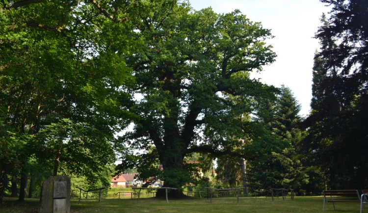 Pod Havlíčkovým dubem v Proseči-Obořiště kvete láska. Teď má šanci stát se Stromem roku, jako jediný z Vysočiny