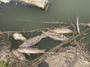 Ryby jsou kvůli vysokým teplotám v nebezpečí, shodli experti z Brna i Prahy