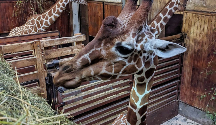 Zoo Brno přivítala nového žirafího samce. Na Khariho čekali dva roky