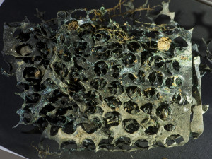 Celé plechy s otvory po mincích dokládají existence penězokazecké dílny.