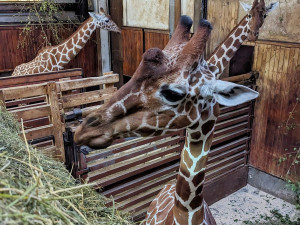 Zoo Brno přivítala nového žirafího samce. Na Khariho čekali dva roky