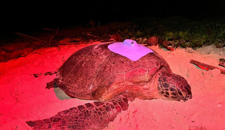 Experti z Brna dali na mořské želvy vysílačky. Zjistili, že je místní jí a loví