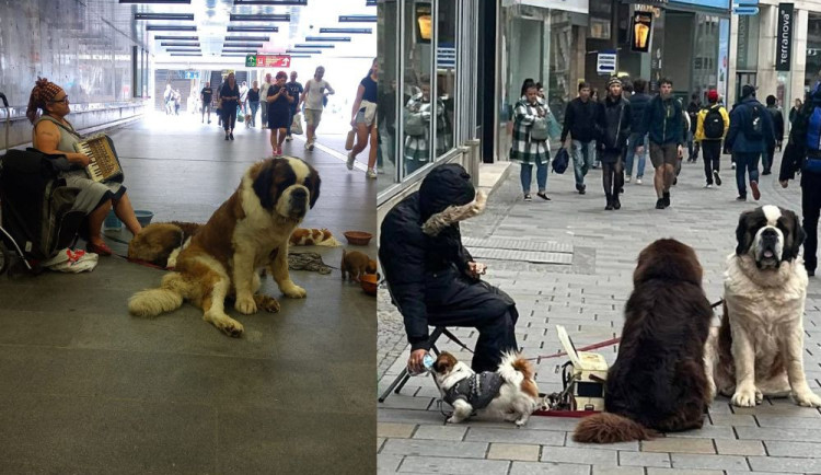 Rumuni se zanedbanými bernardýny utekli z Brna dříve, než stihli dostat pokutu