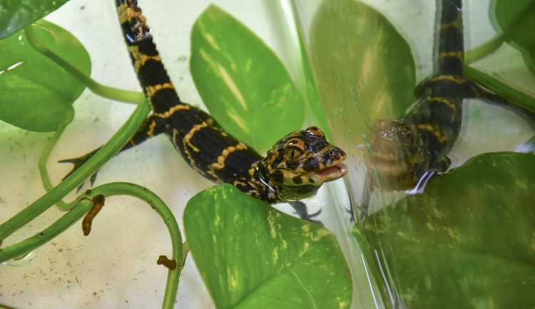 Zoo Jihlava hlásí dobré zprávy, mláďata vzácného aligátora přijímají potravu. Máme z toho velikou radost, říkají chovatelé