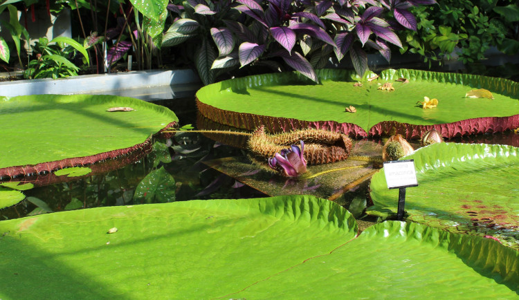 Po sedmdesáti letech vykvetl v Brně druhý největší leknín světa