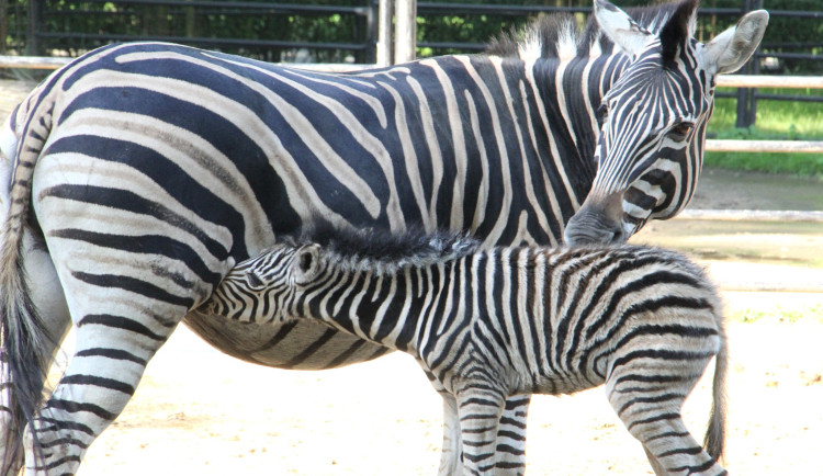 V Hodoníně obšťastňuje lidi mládě zebry. Ze zoo ale časem půjde pryč