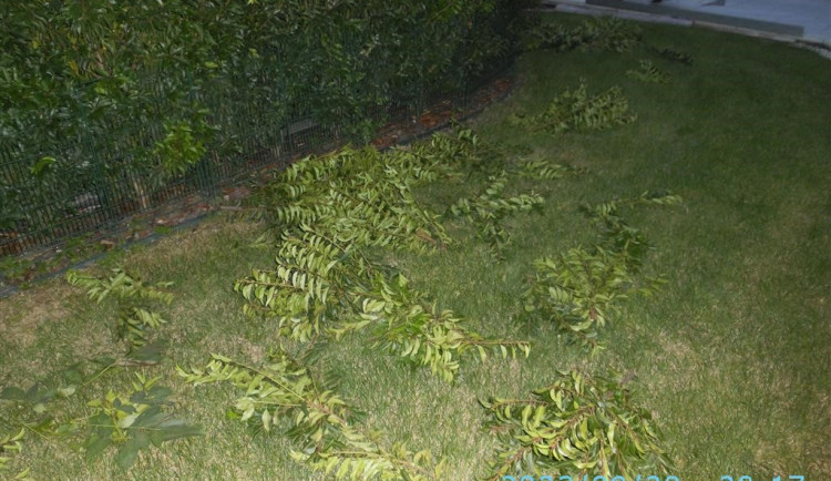 Důchodkyně z Brna ošmikala sousedovi bobkovišňový plot. Stínil mé jabloni, hučela